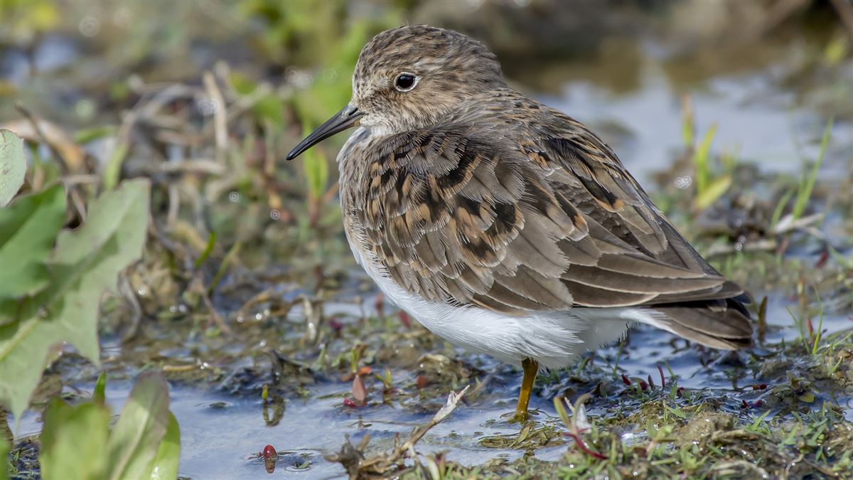 Temminck`s Stint