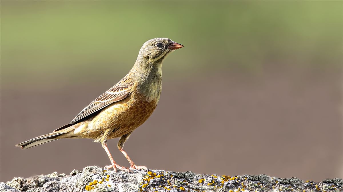 Ortolan Bunting