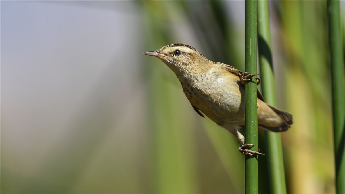Sedge Warbler