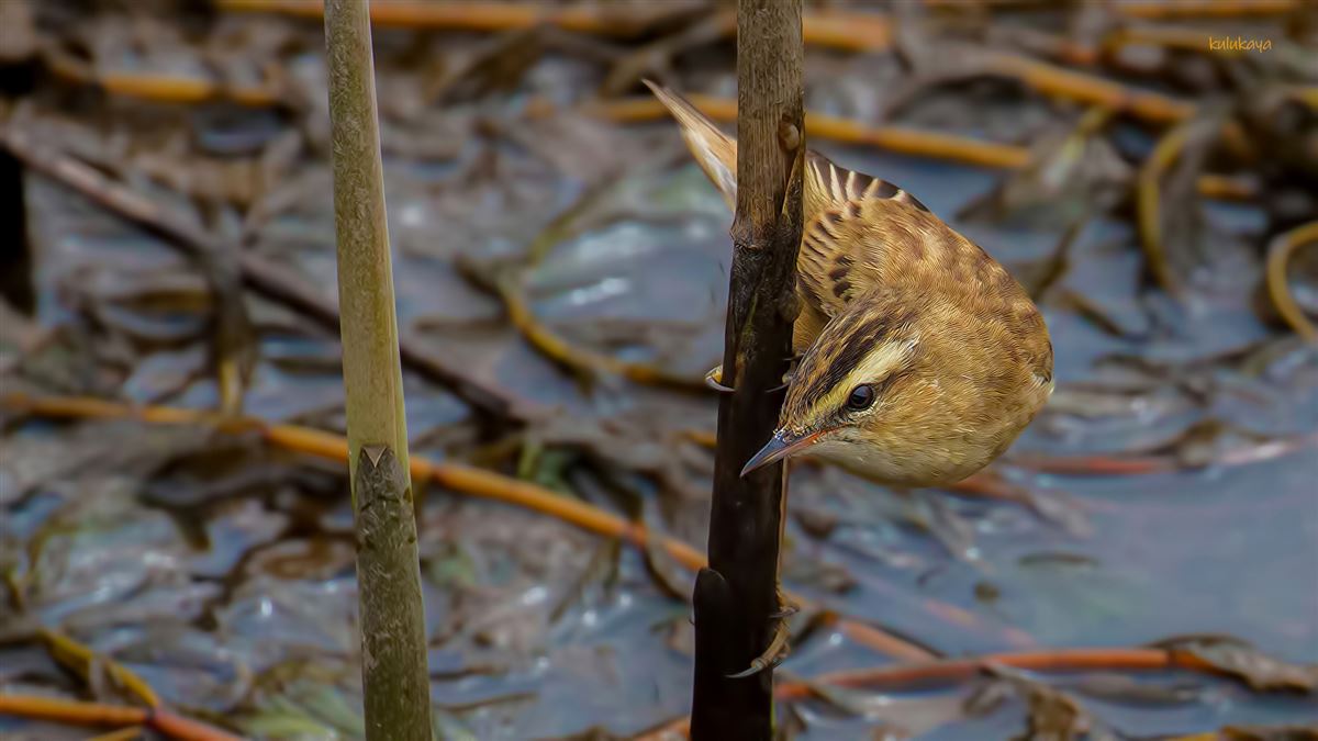 Sedge Warbler