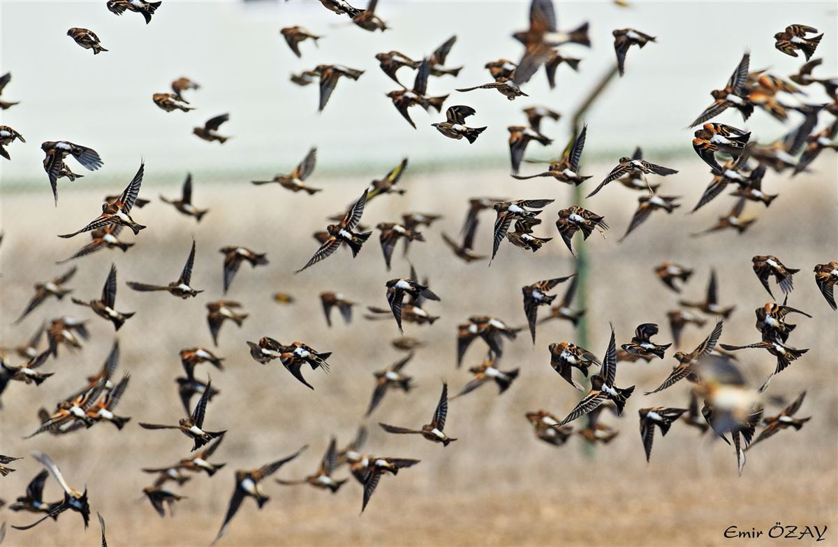 Brambling