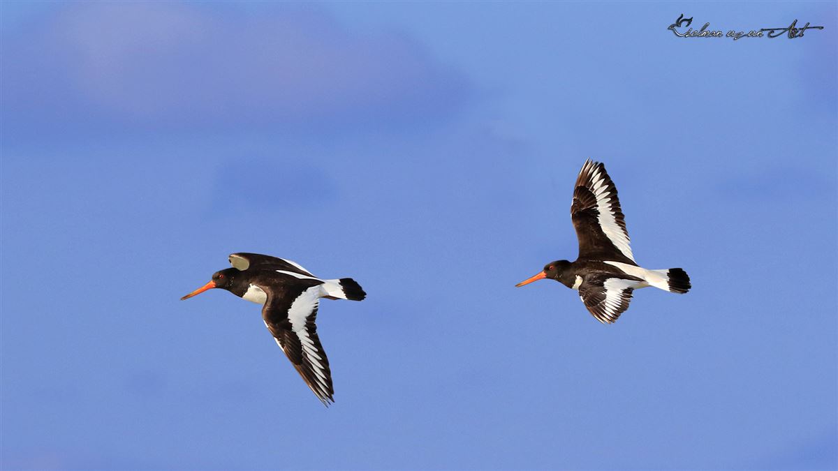 Eurasian Oystercatcher