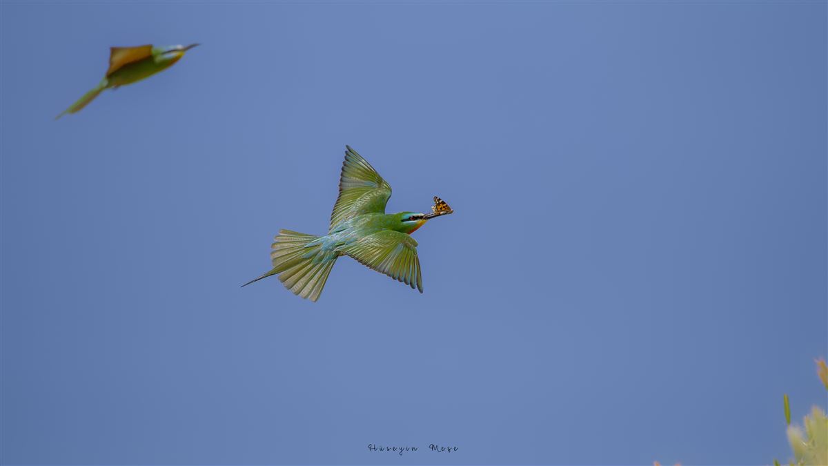 Blue-cheeked Bee-eater