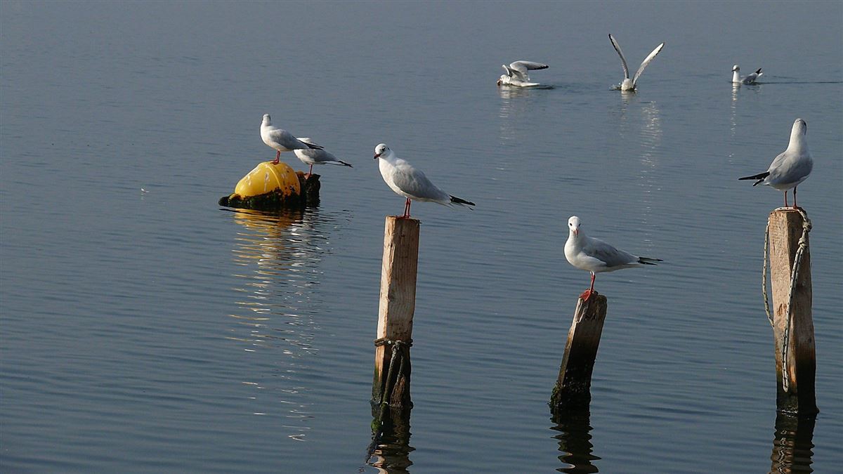 Karabaş Martı
