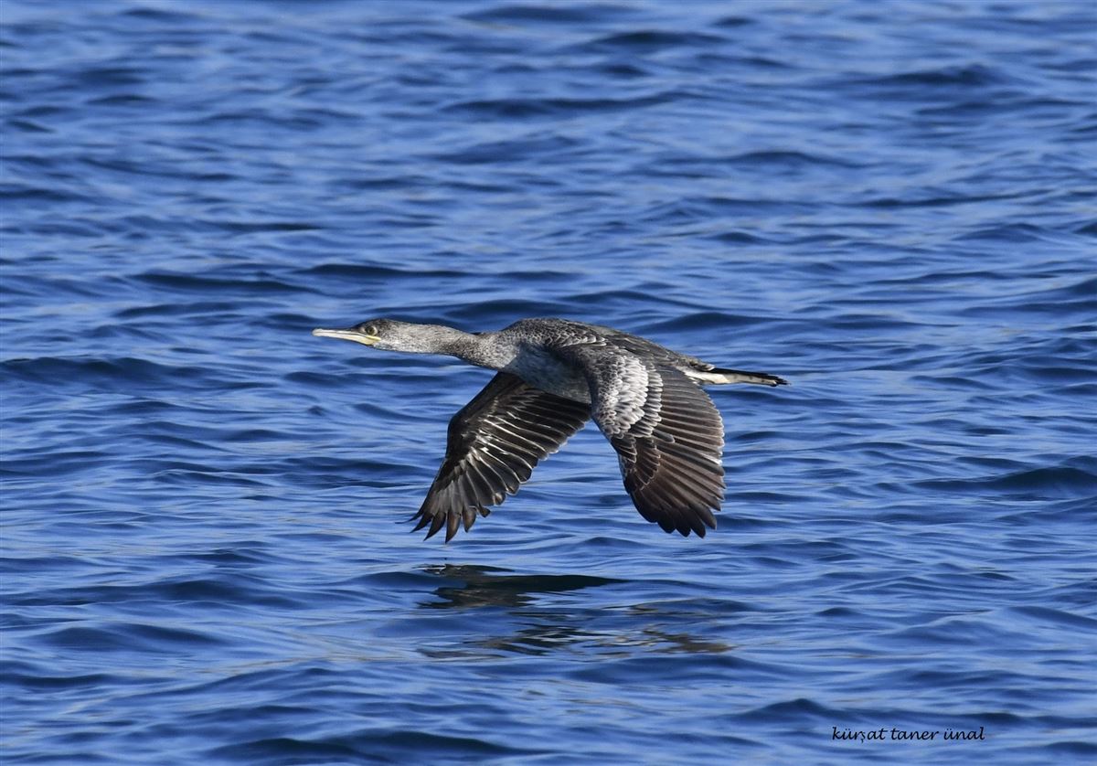 European Shag