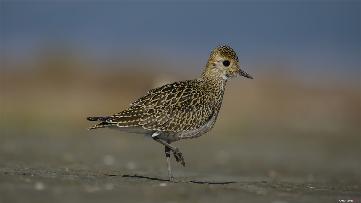 European Golden Plover