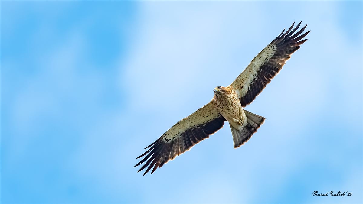 Küçük Kartal