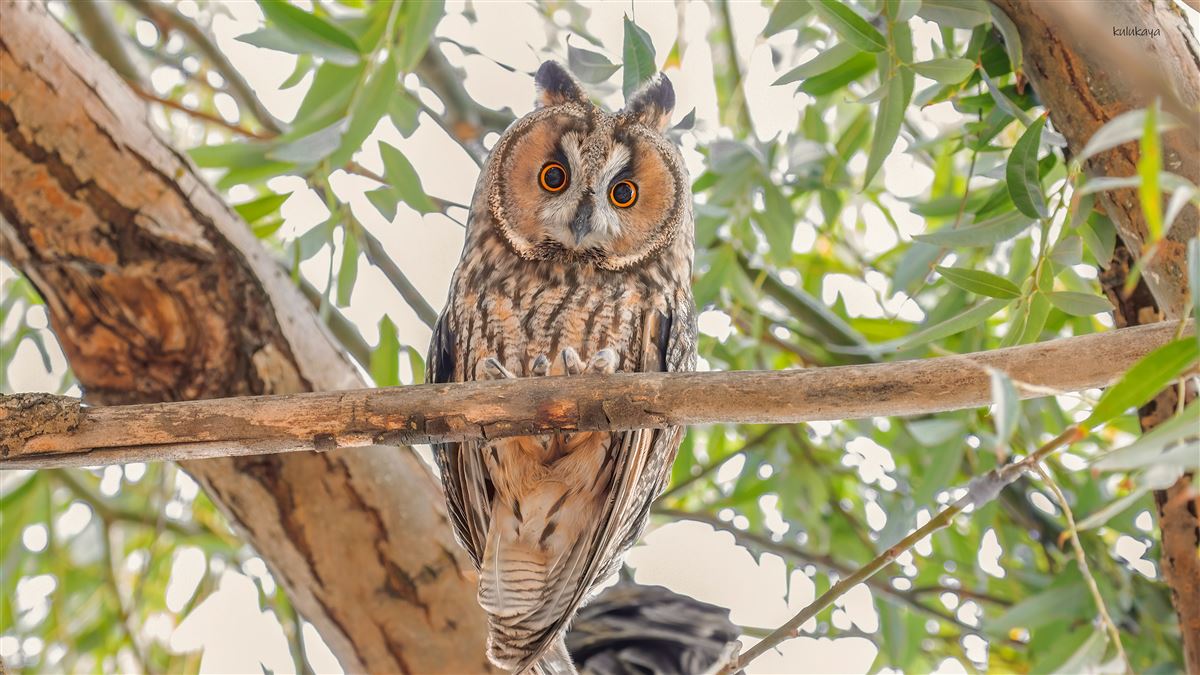 Long-eared Owl