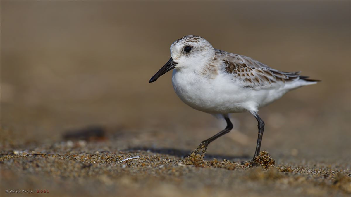 Sanderling
