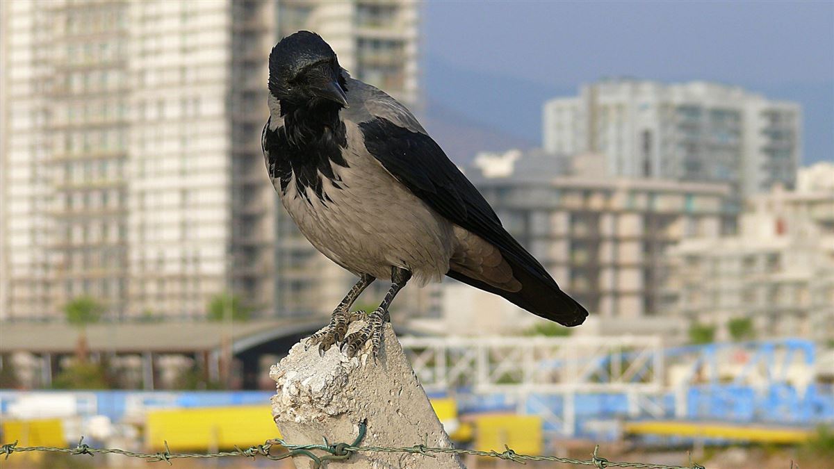 Leş Kargası