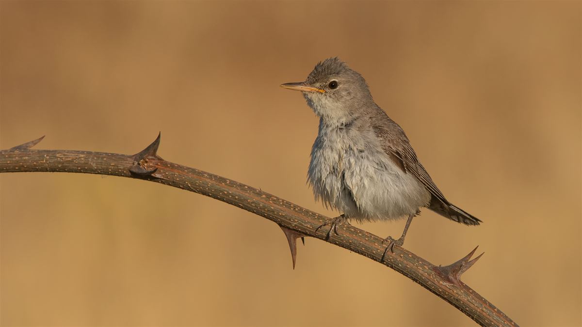 Zeytin Mukallidi