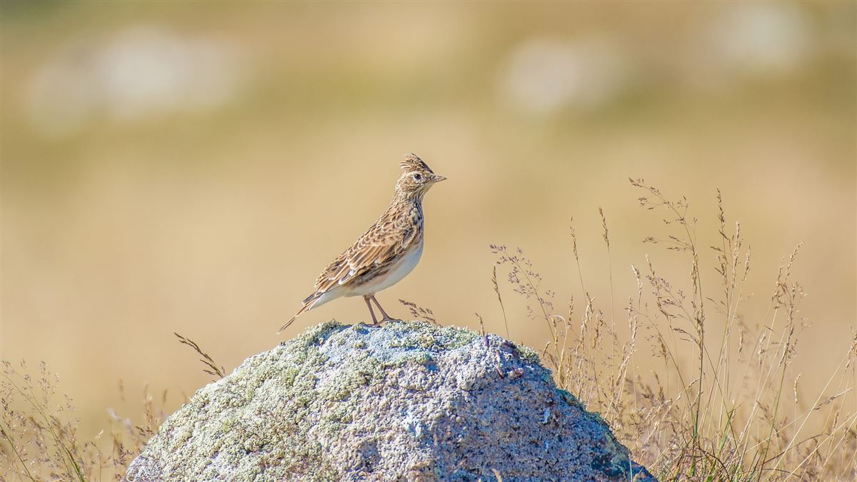 Eurasian Skylark