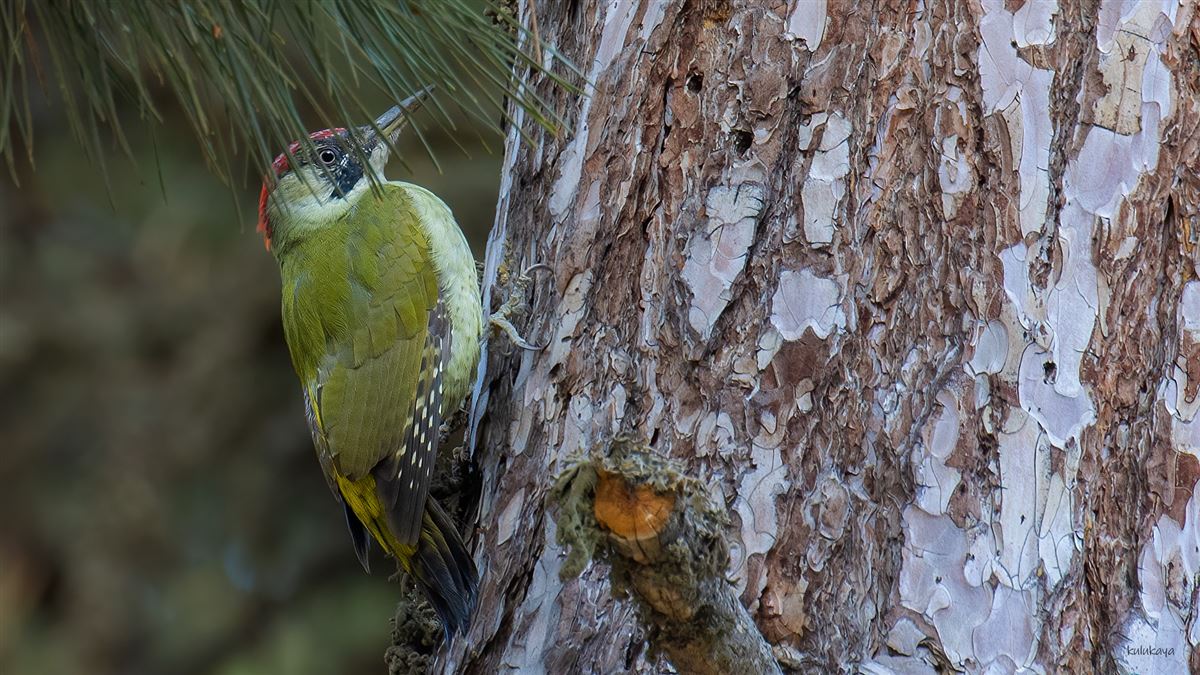 European Green Woodpecker