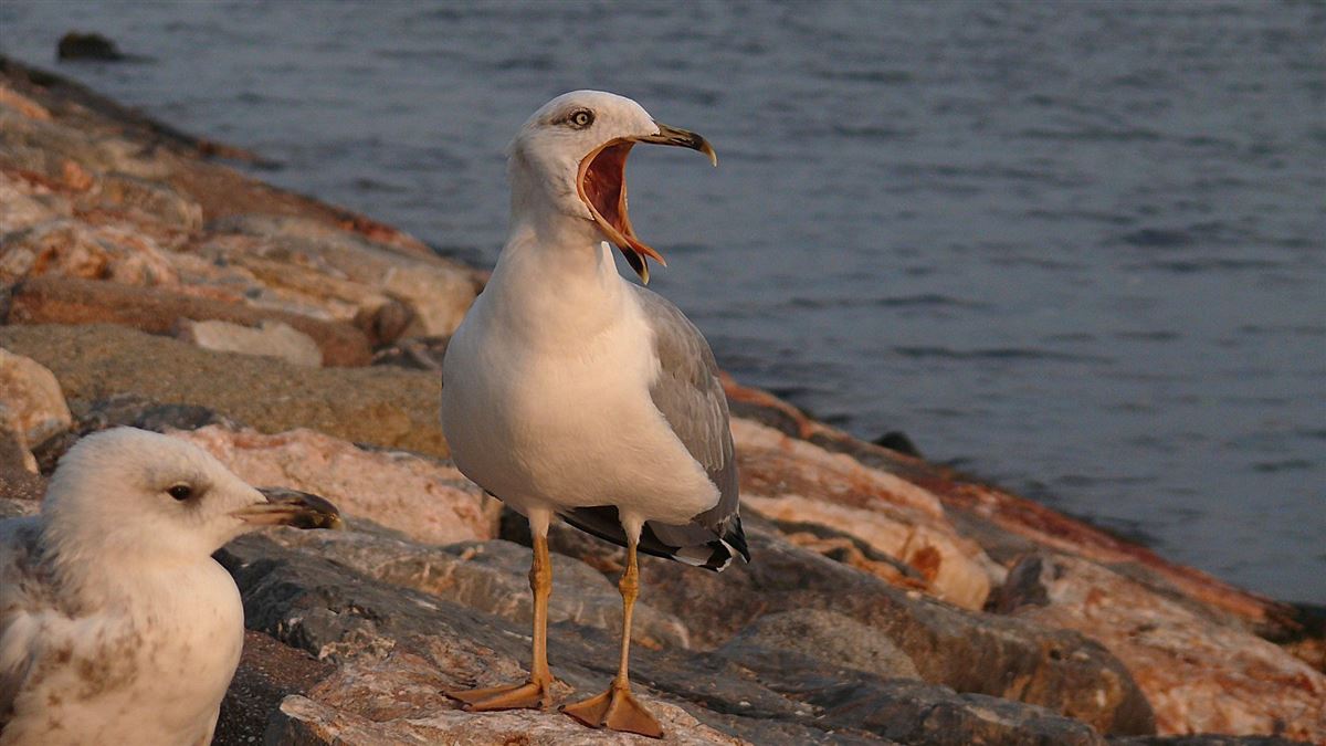 Yellow-legged Gull