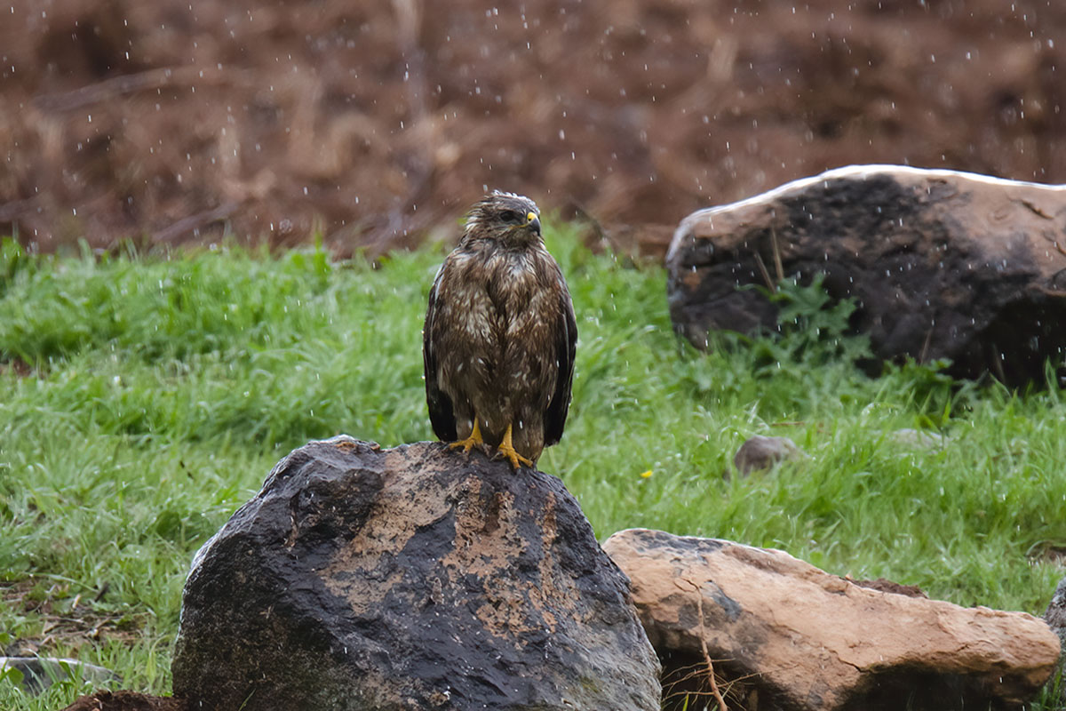 Common Buzzard