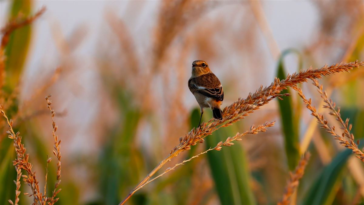Siberian Stonechat