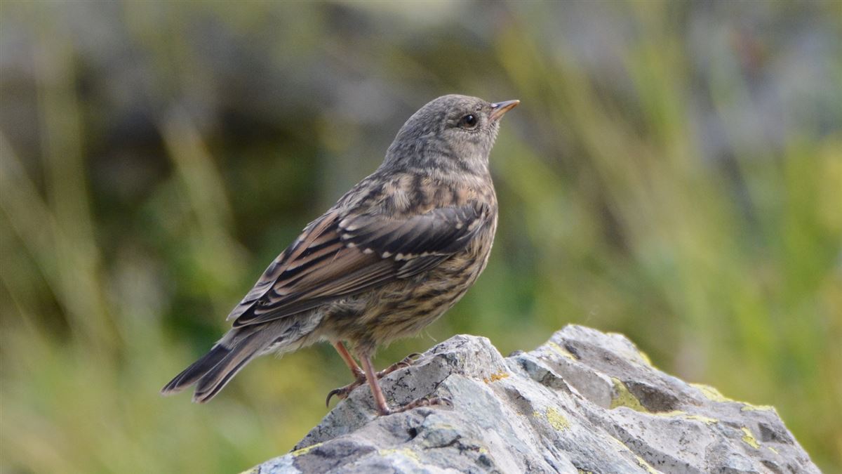 Alpine Accentor