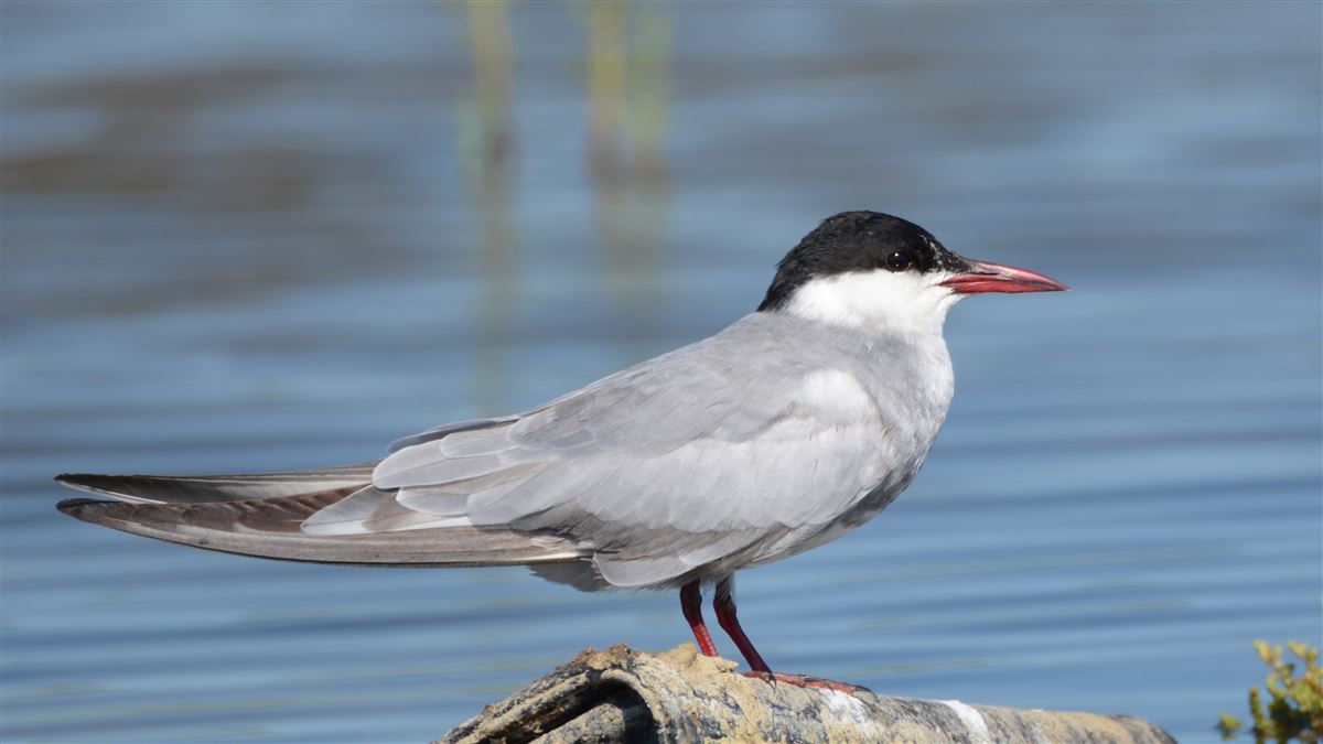 Whiskered Tern