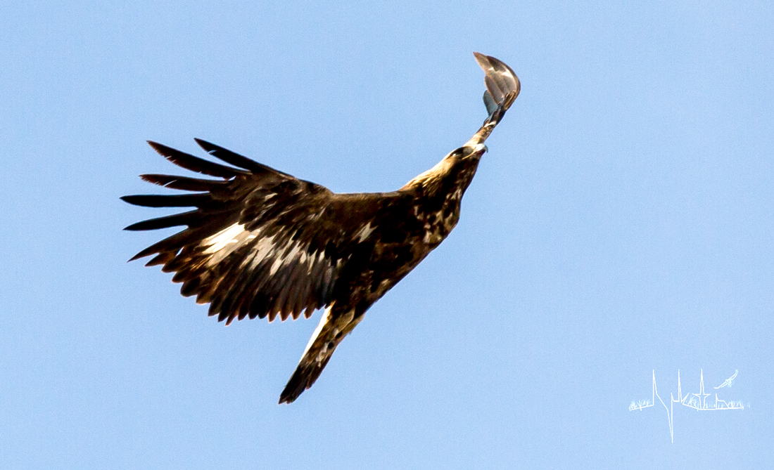 Golden Eagle