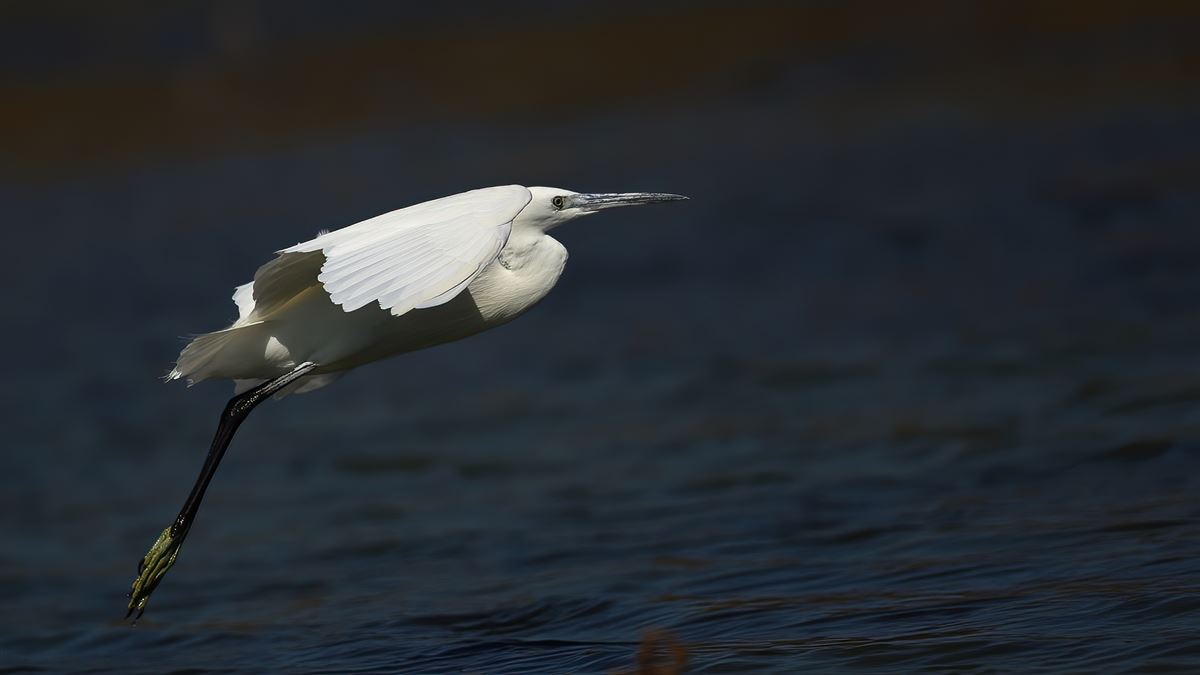 Little Egret