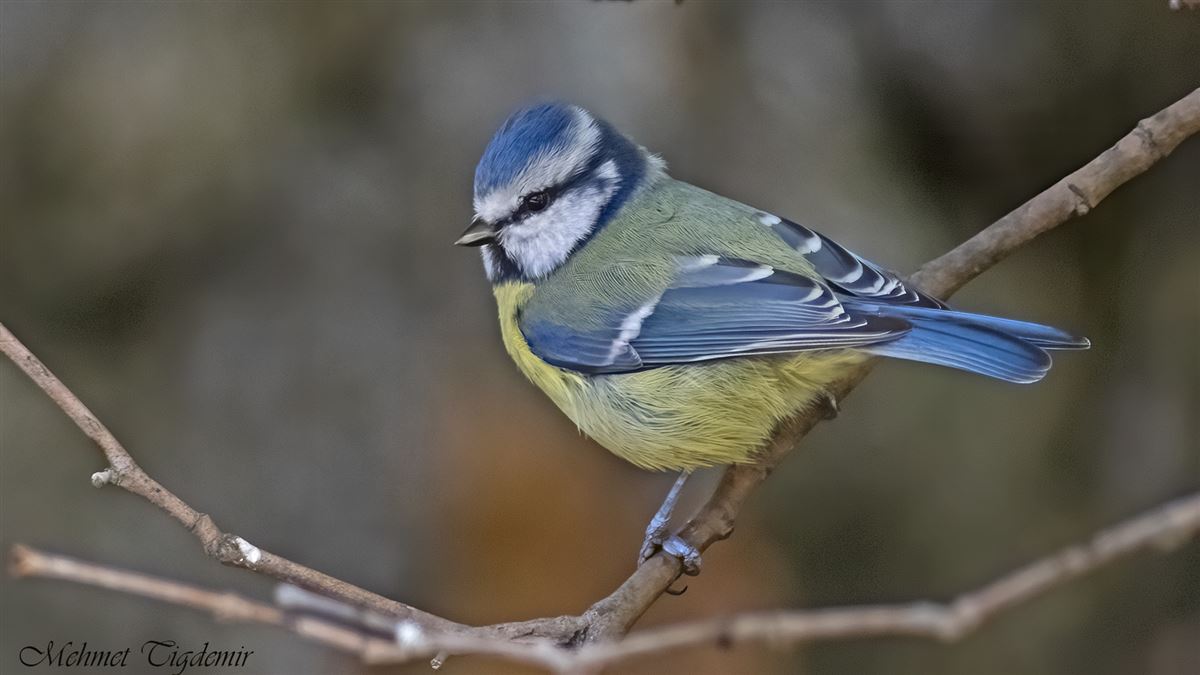 Eurasian Blue Tit