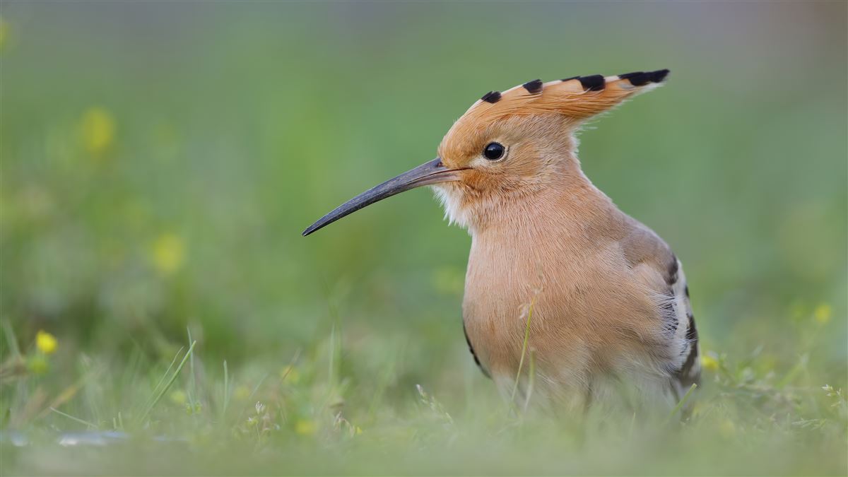 Eurasian Hoopoe