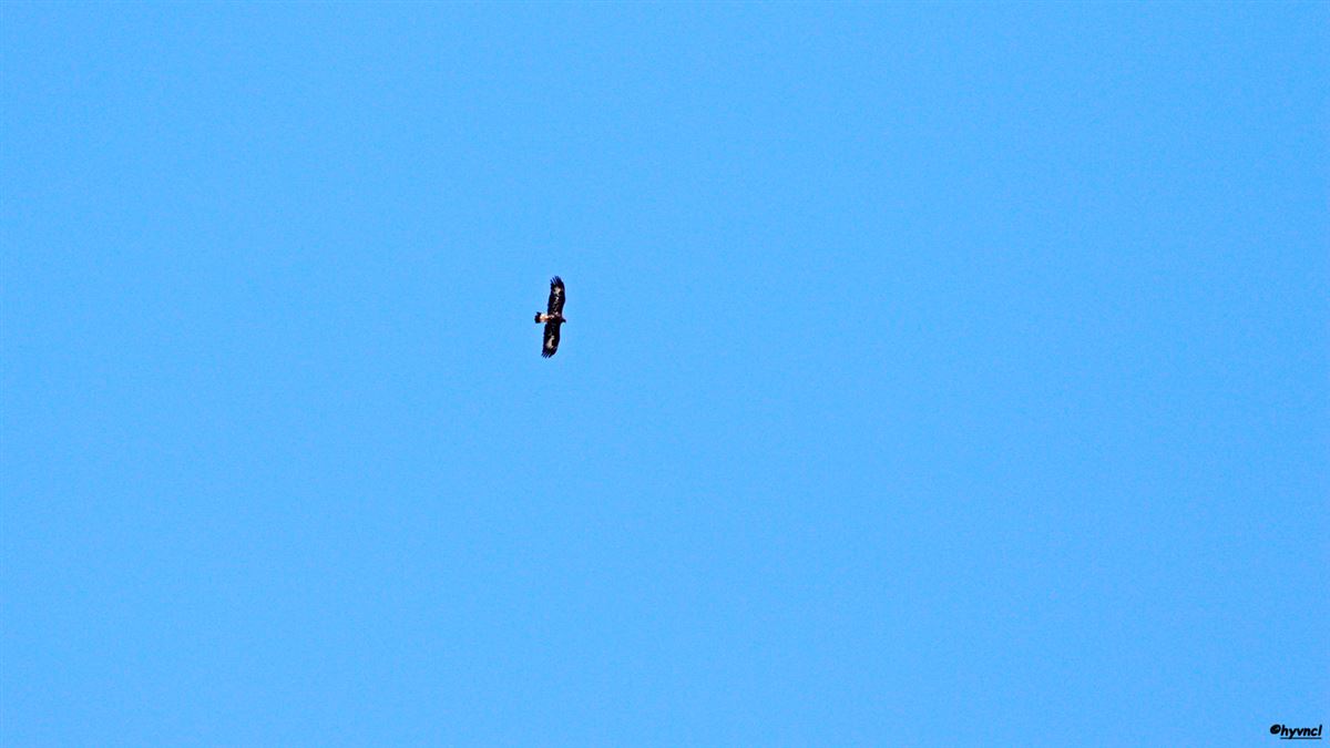 Golden Eagle