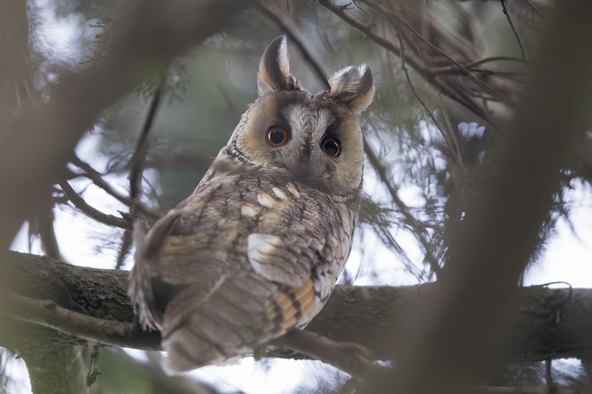 Long-eared Owl