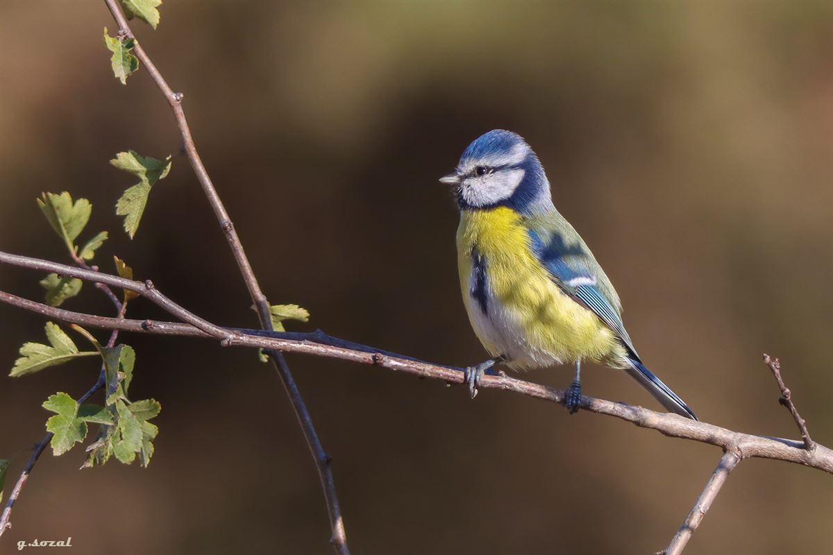 Eurasian Blue Tit
