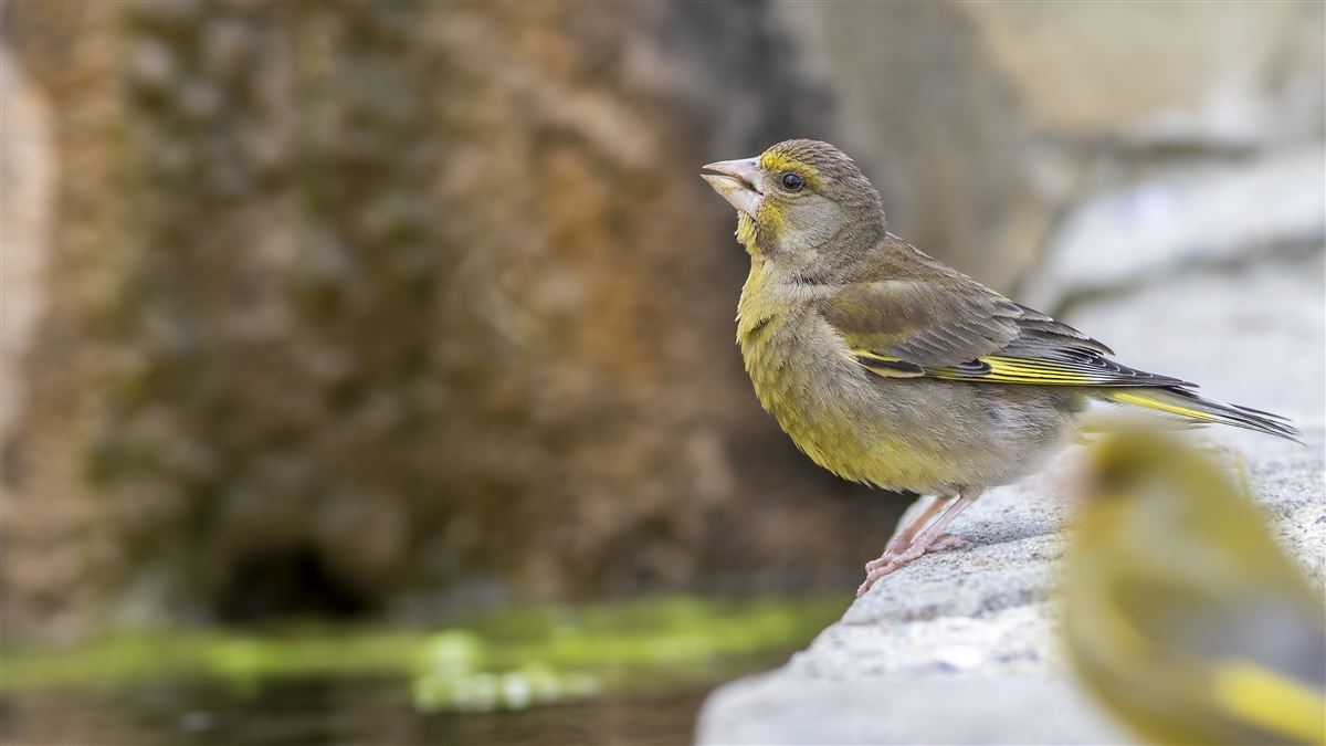 European Greenfinch
