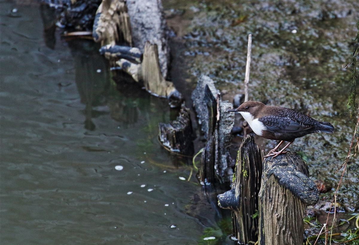 White-throated Dipper