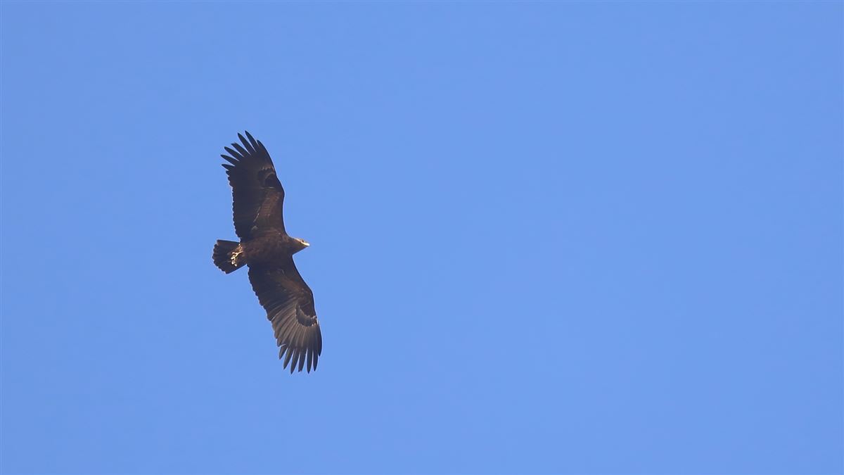 Greater Spotted Eagle