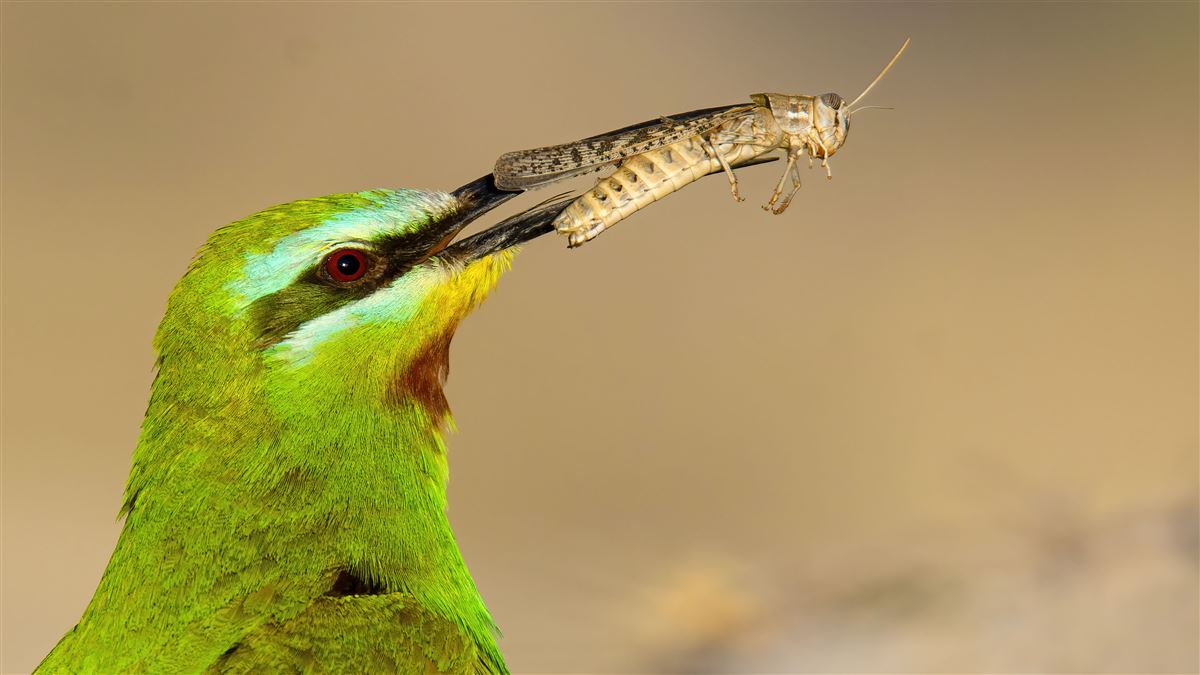 Blue-cheeked Bee-eater