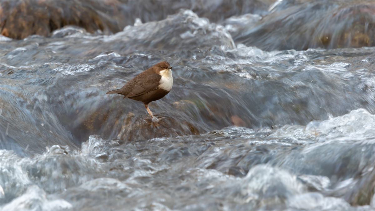 White-throated Dipper