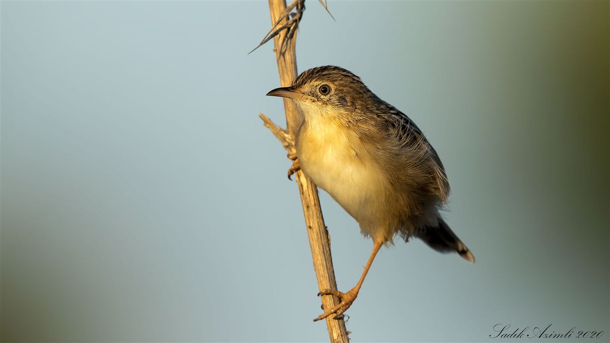 Zitting Cisticola