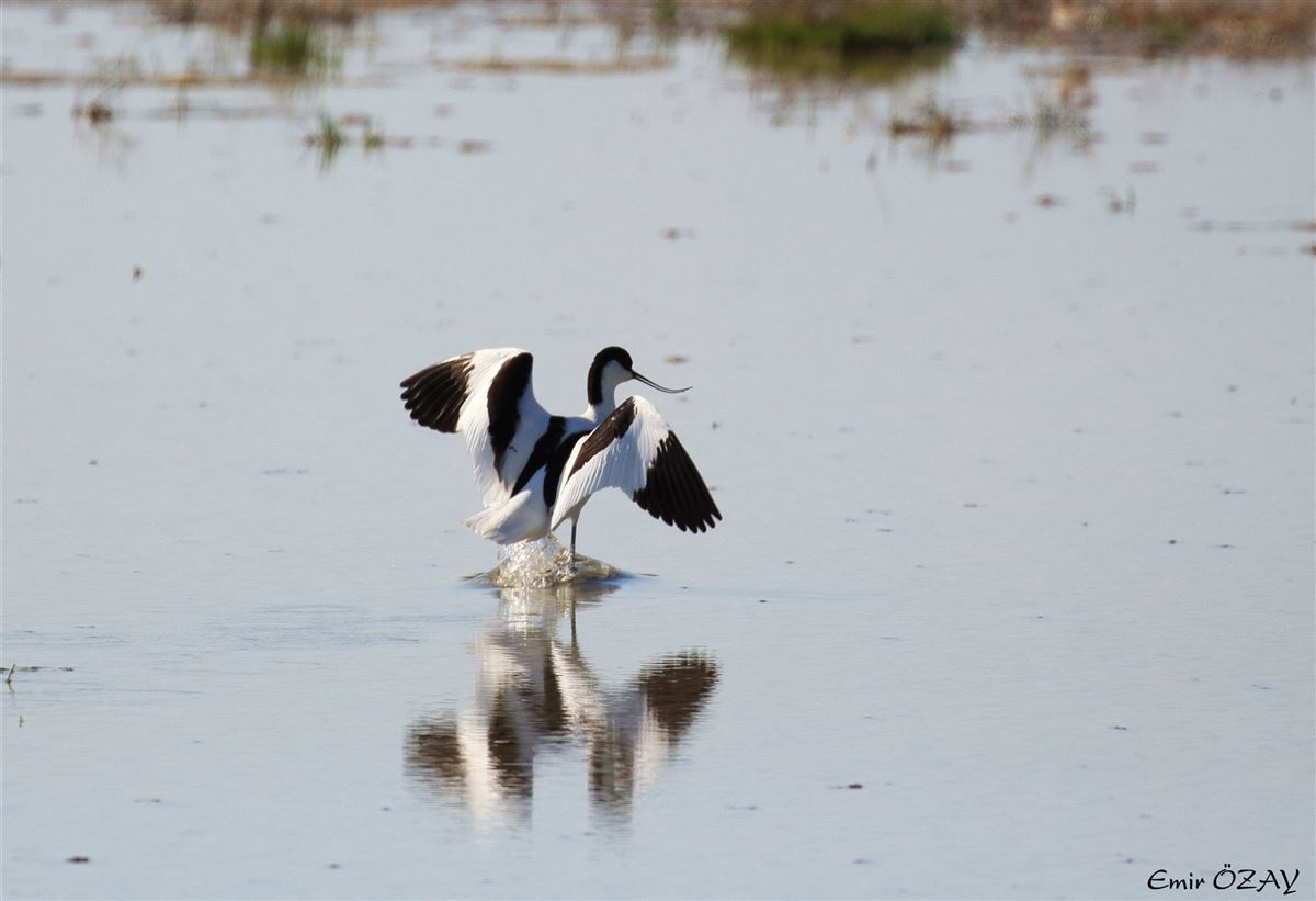 Pied Avocet