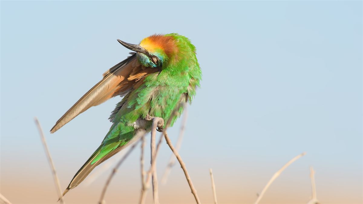 Blue-cheeked Bee-eater