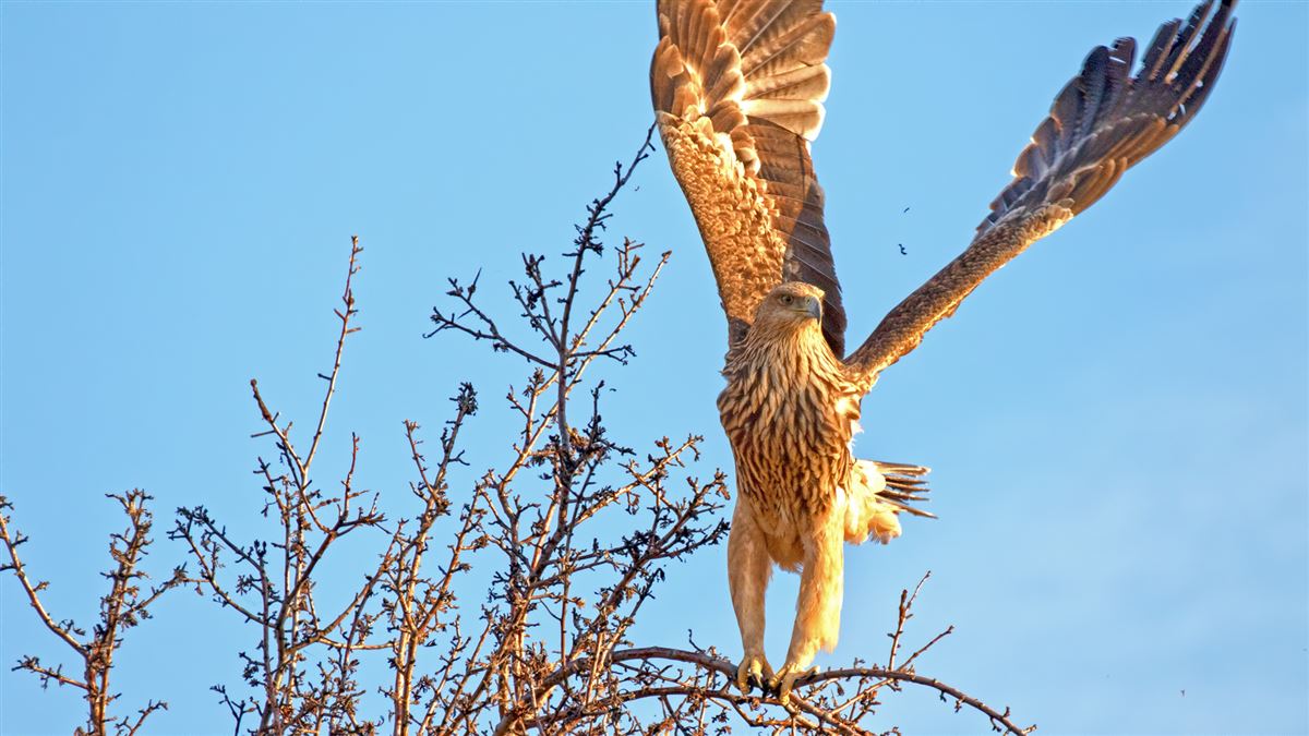 Eastern Imperial Eagle