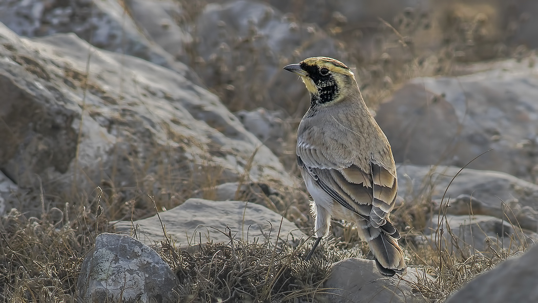 Horned Lark
