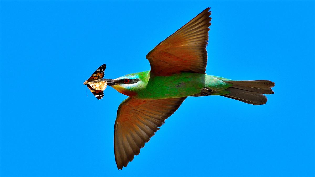 Blue-cheeked Bee-eater