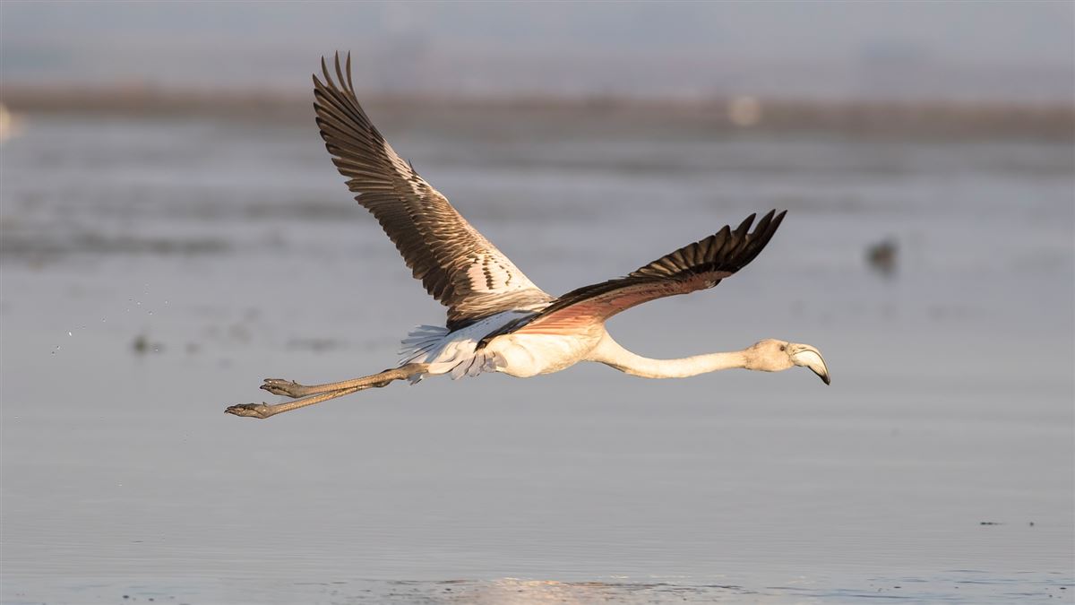 Flamingo