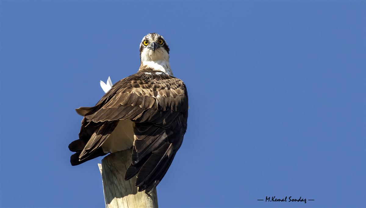 Osprey