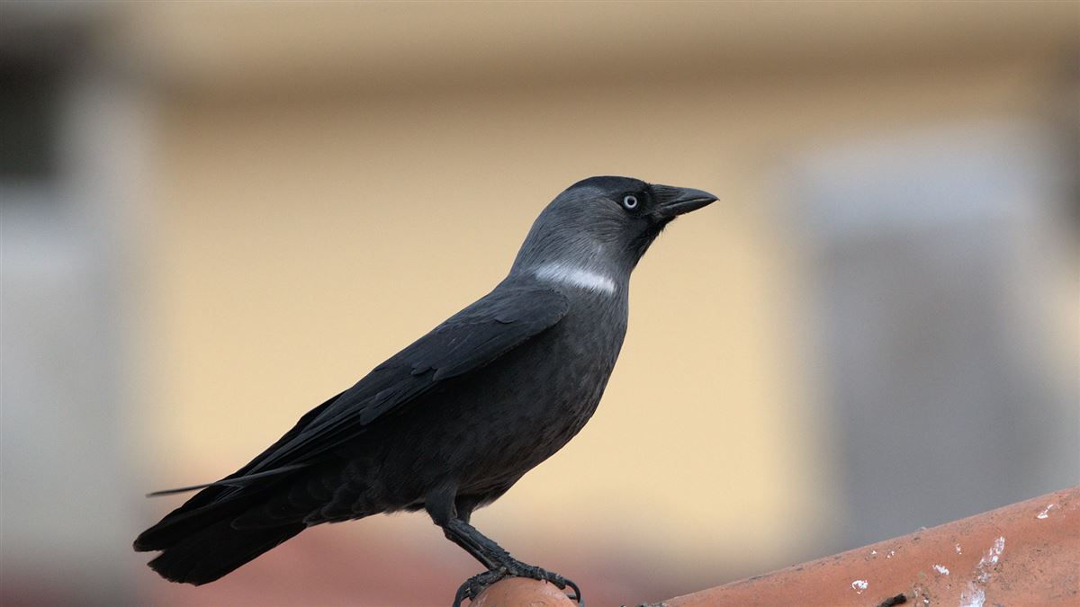 Küçük Karga