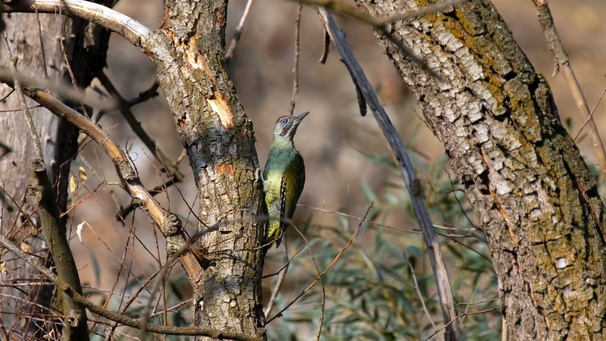 European Green Woodpecker