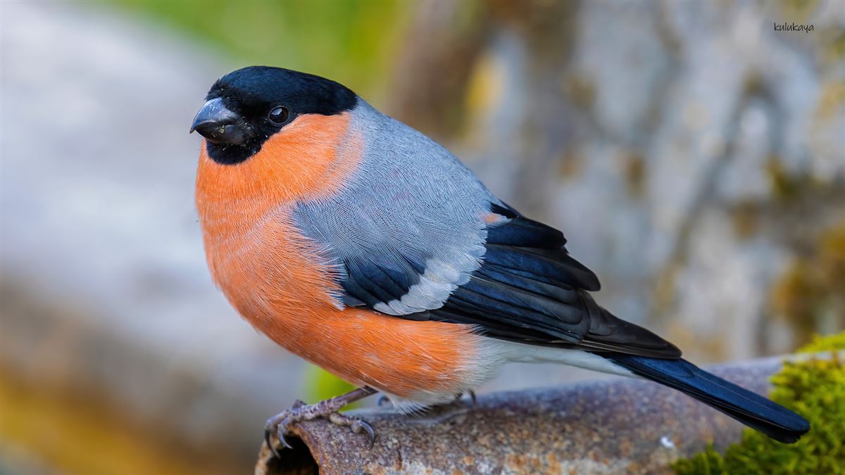 Eurasian Bullfinch