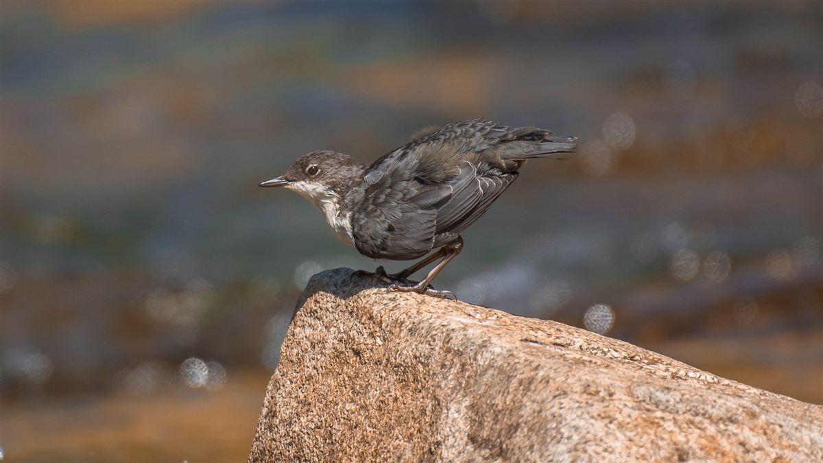 White-throated Dipper