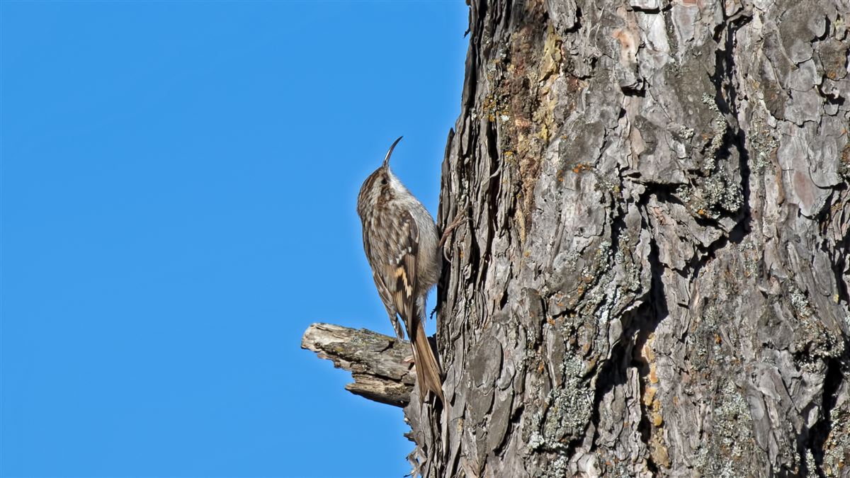 Short-toed Treecreeper