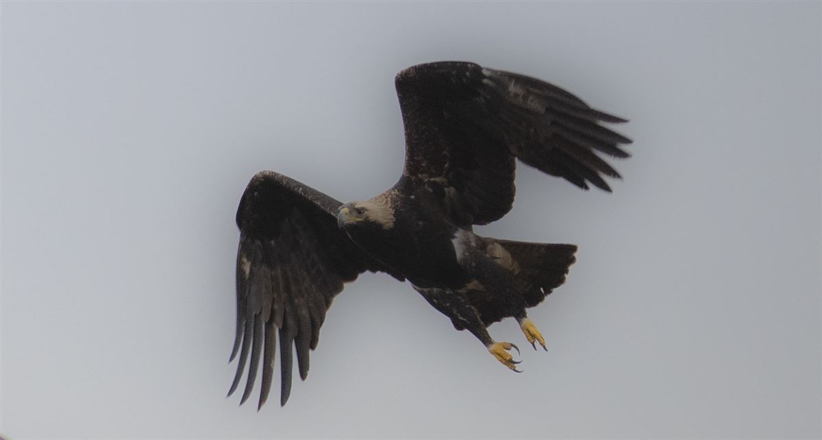 Eastern Imperial Eagle