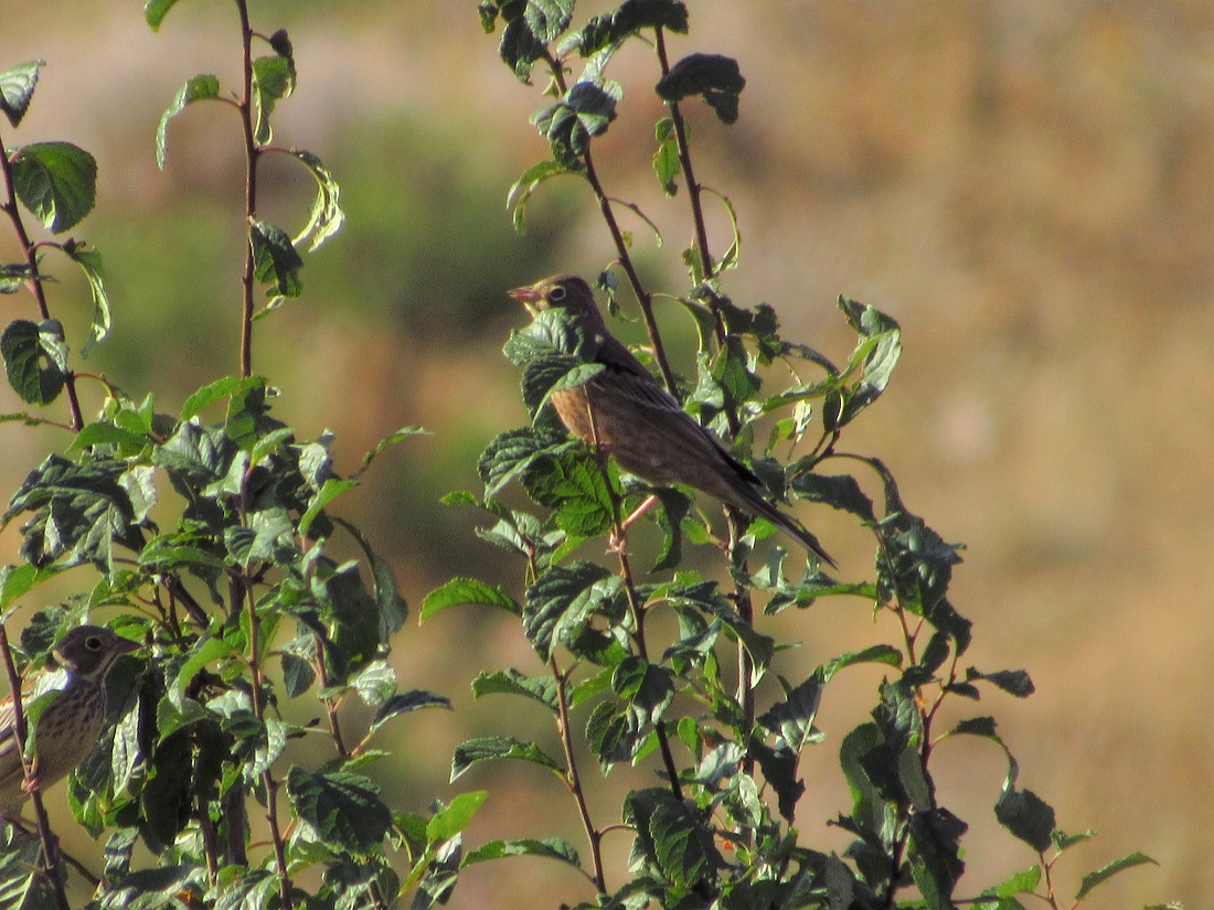 Ortolan Bunting