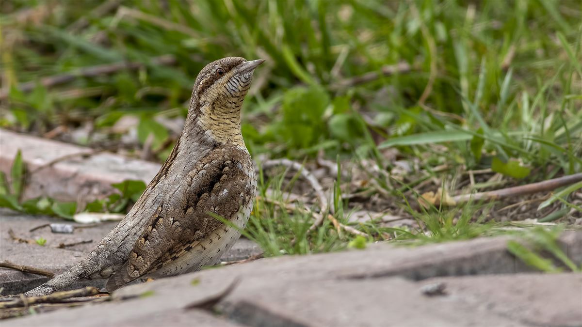 Eurasian Wryneck